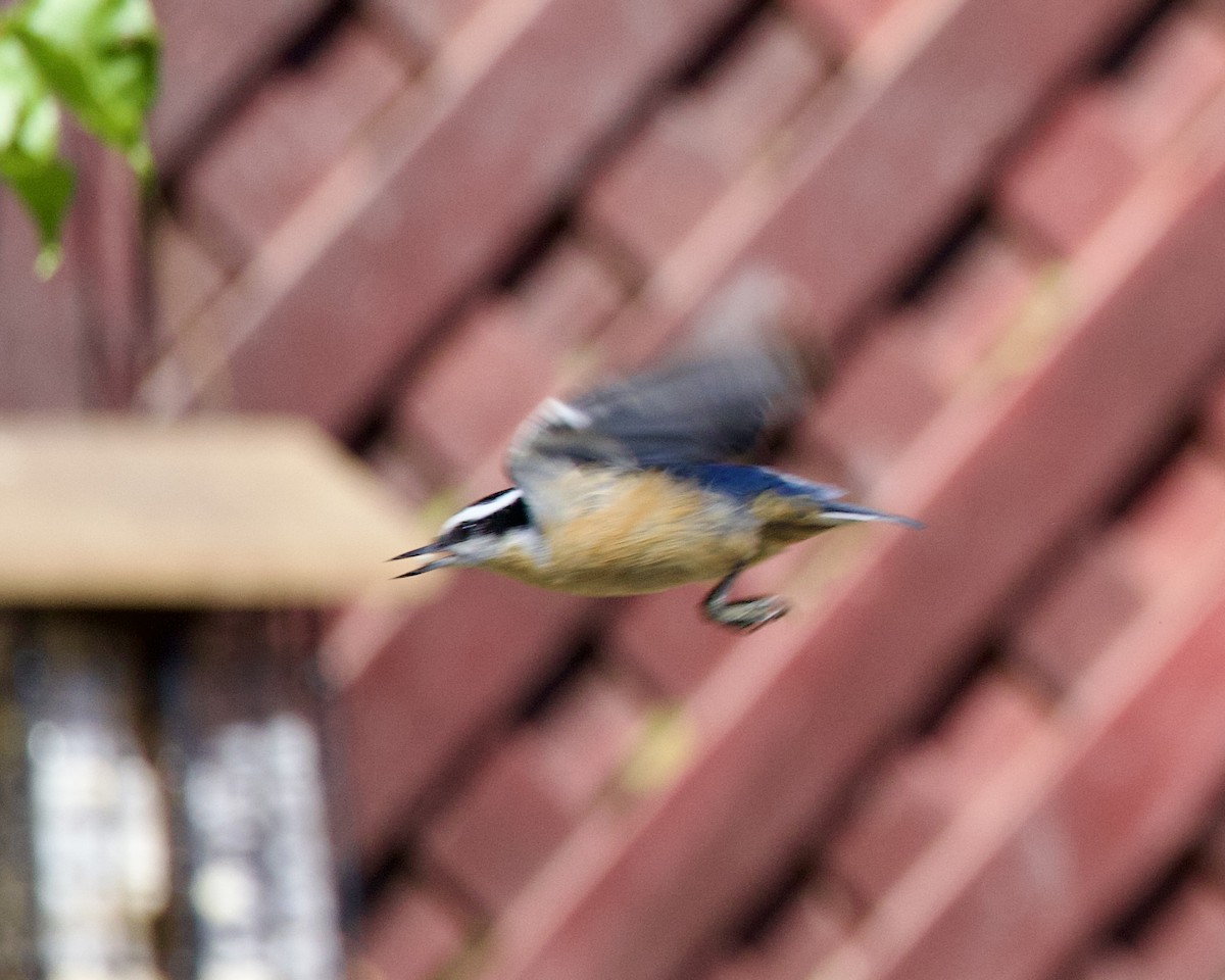 Red-breasted Nuthatch - ML609234509