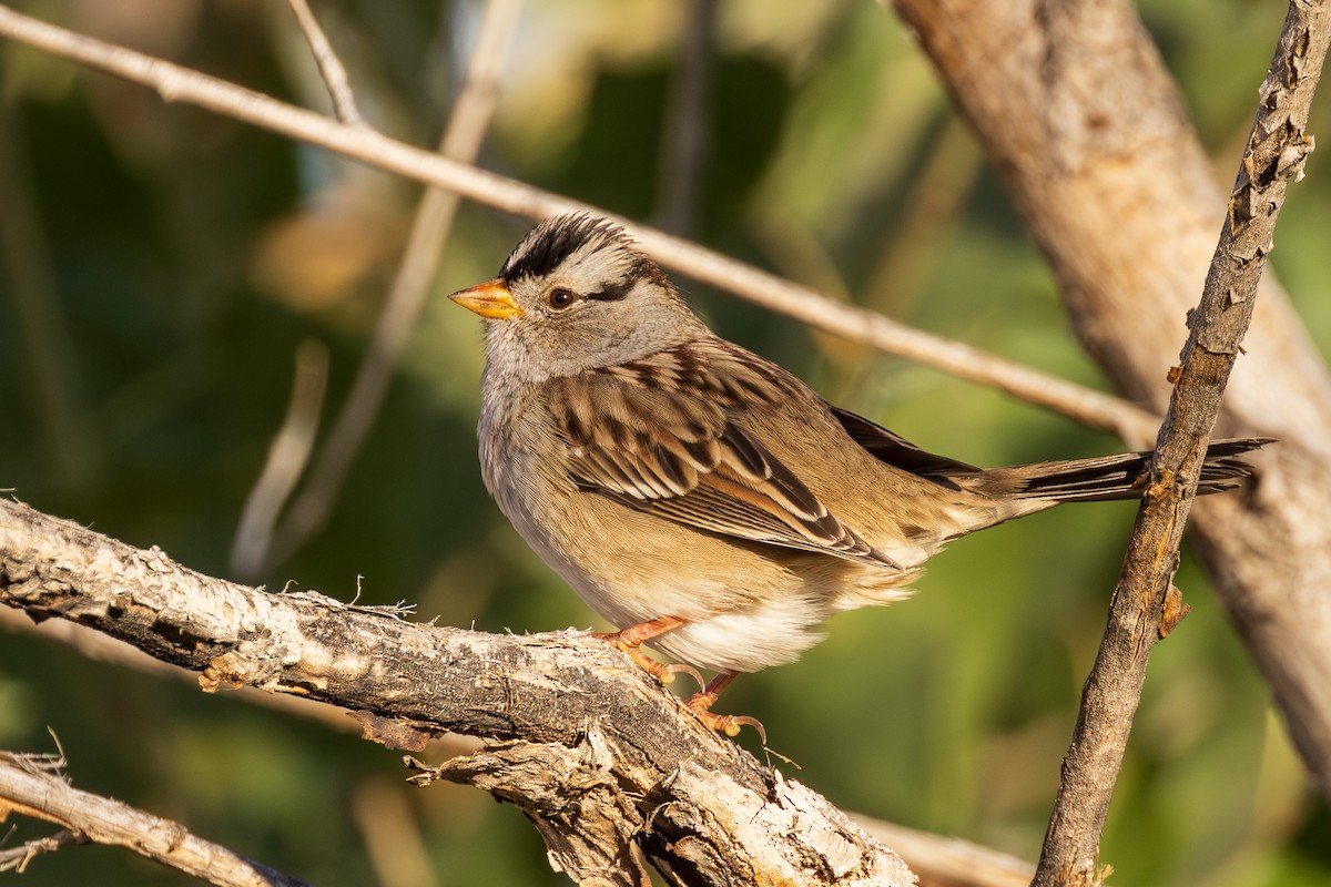 White-crowned Sparrow - Lesley Tullis