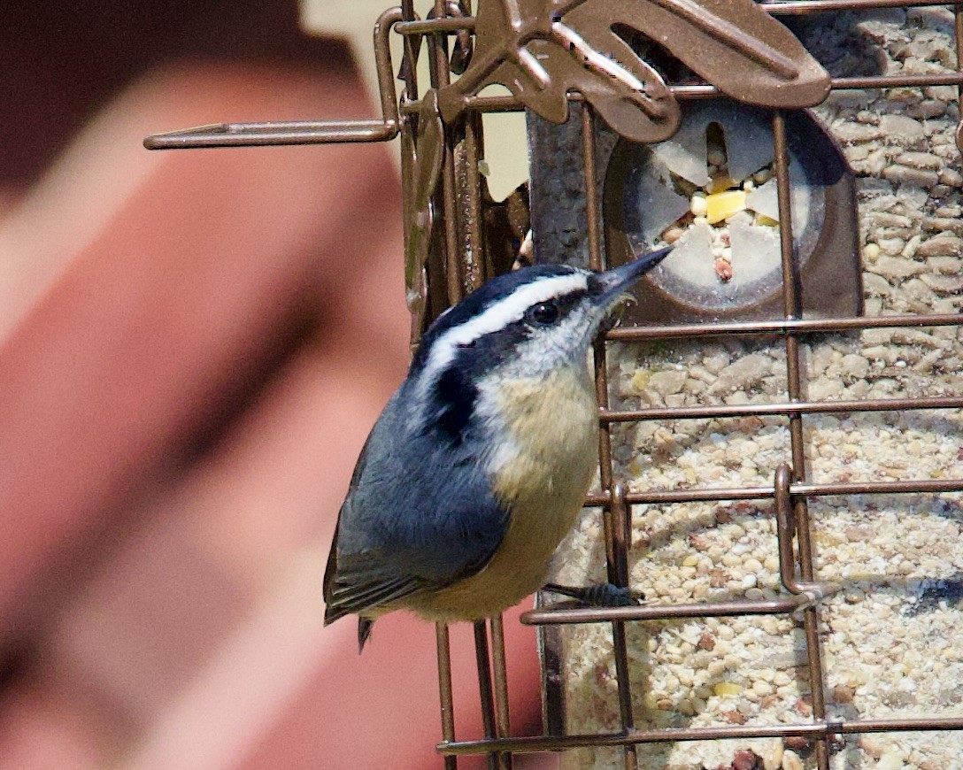 Red-breasted Nuthatch - Dave Bengston