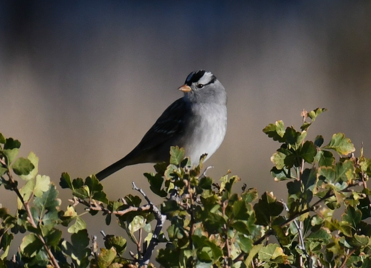 White-crowned Sparrow - Debra Pirrello