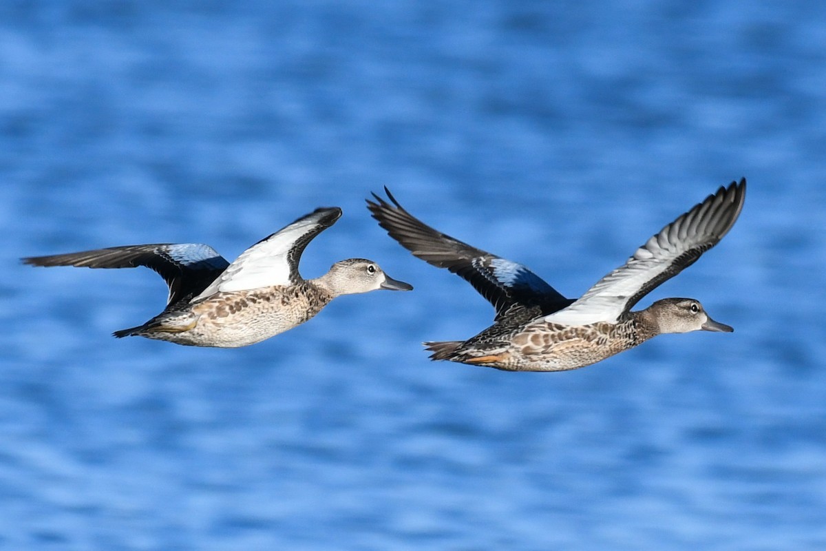 Blue-winged Teal - ML609234558