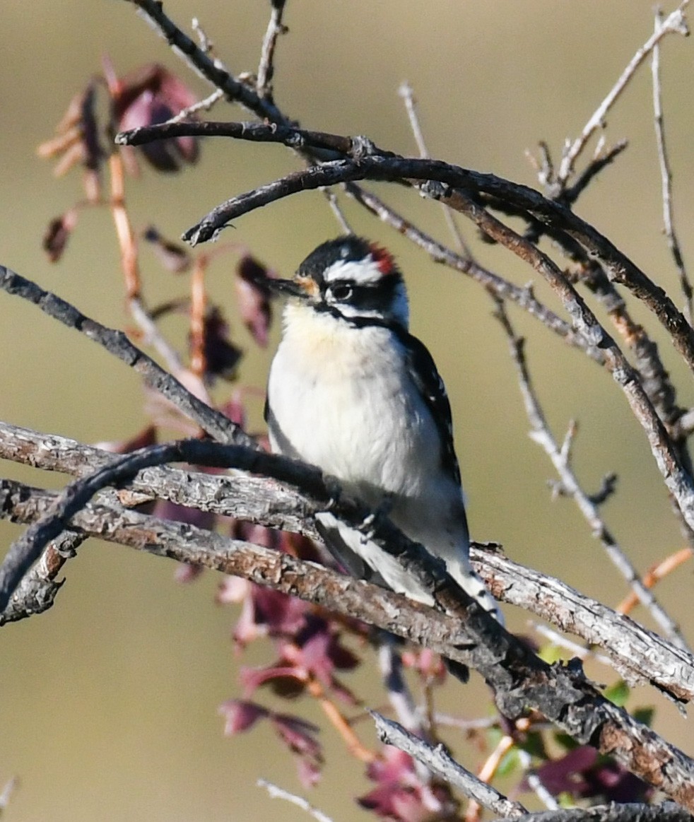 Downy Woodpecker - Debra Pirrello