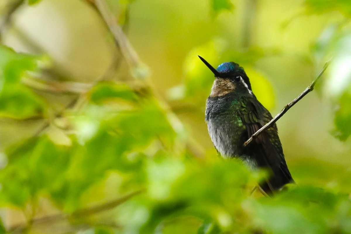 Purple-throated Mountain-gem - JOEL STEPHENS