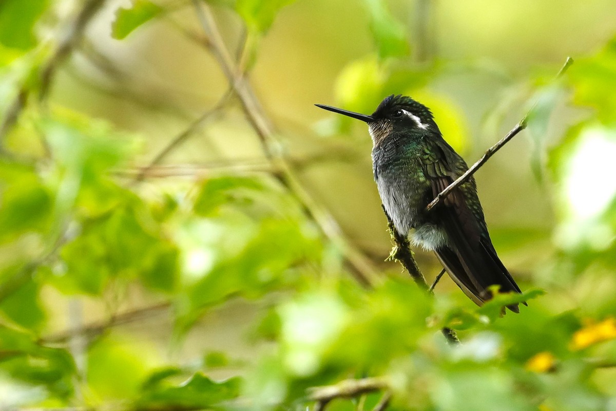 Purple-throated Mountain-gem - JOEL STEPHENS