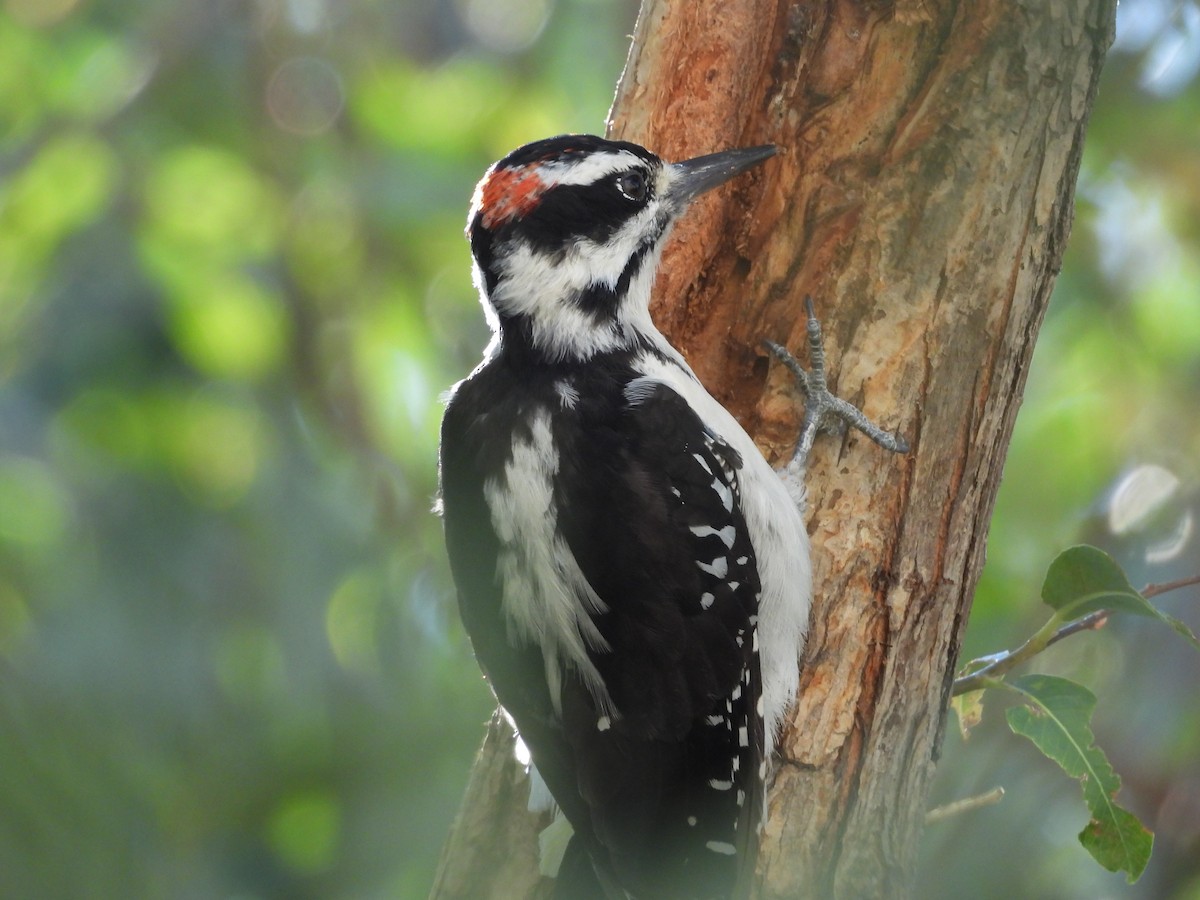 Hairy Woodpecker - Carl Lundblad