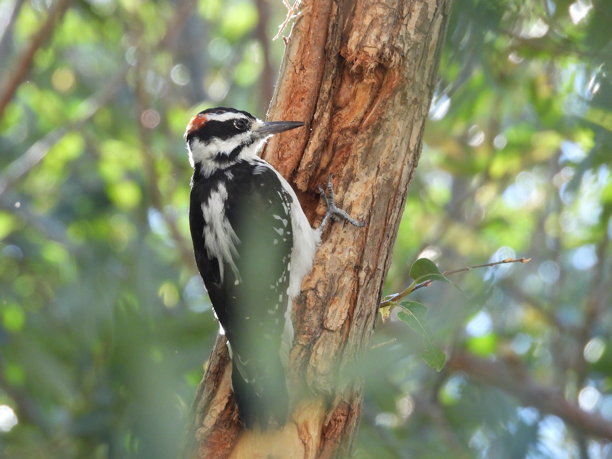 Hairy Woodpecker - Carl Lundblad