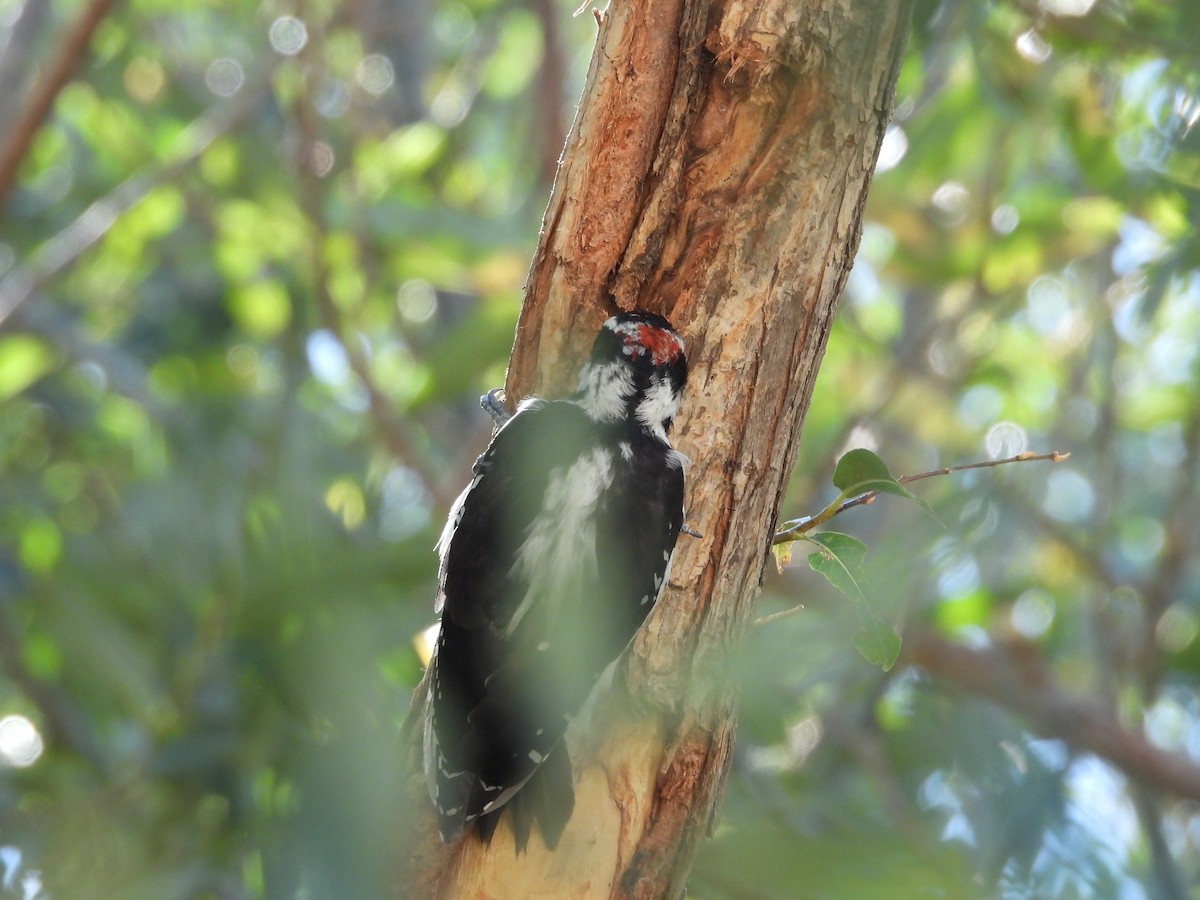 Hairy Woodpecker - Carl Lundblad