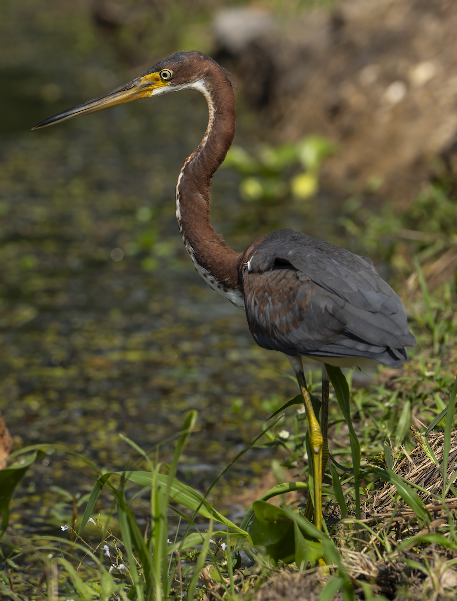 Tricolored Heron - Justin Cottrell