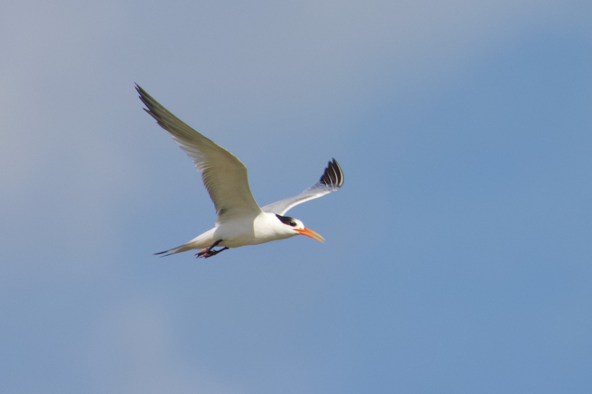 Elegant Tern - ML609234800