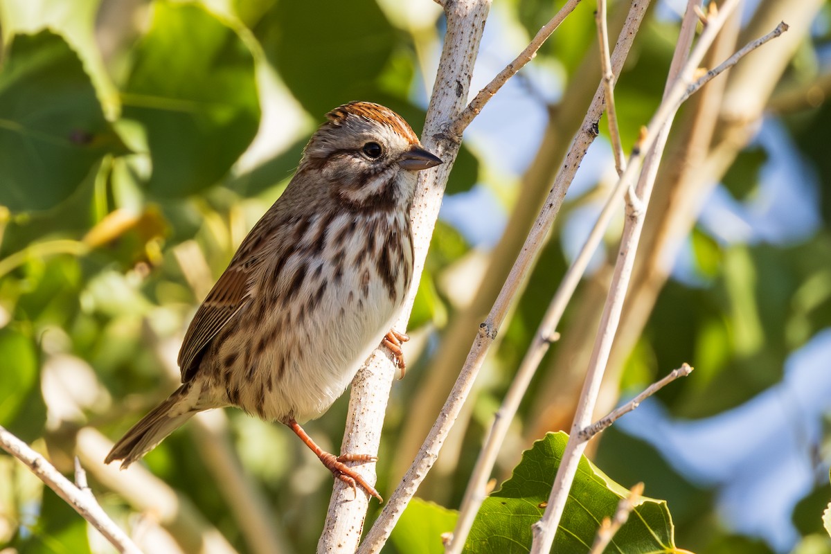 Song Sparrow - Lesley Tullis