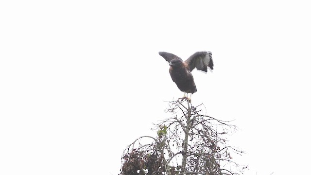 Variable Hawk - ML609234842