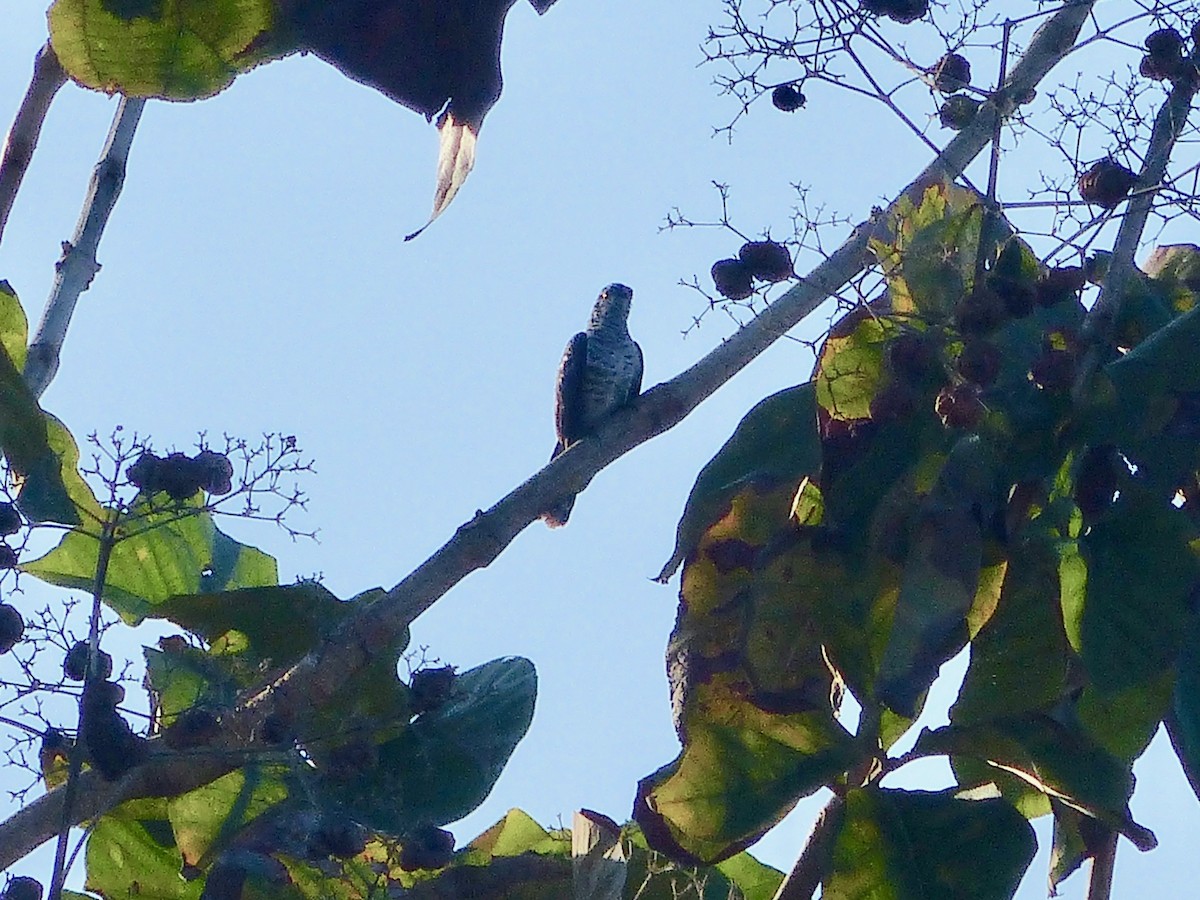 Little Bronze-Cuckoo (Banda) - Jenny Bowman