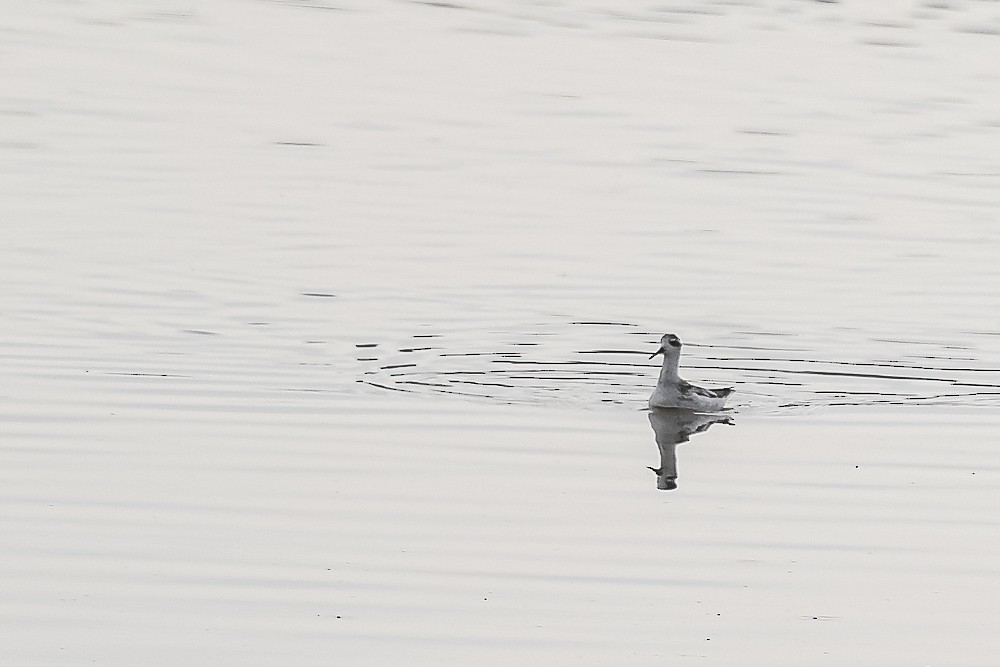 Red-necked Phalarope - ML609235005