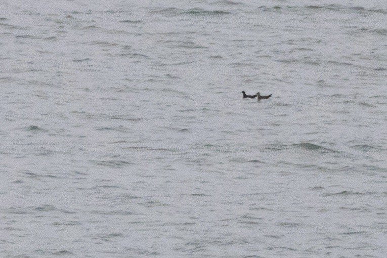 Parasitic Jaeger - ML609235012