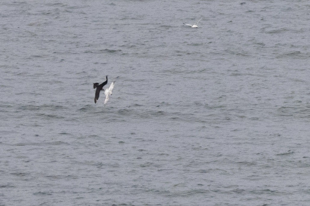 Parasitic Jaeger - ML609235013