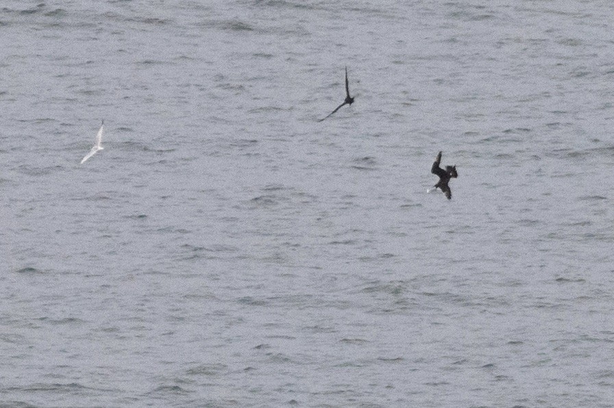 Parasitic Jaeger - ML609235014