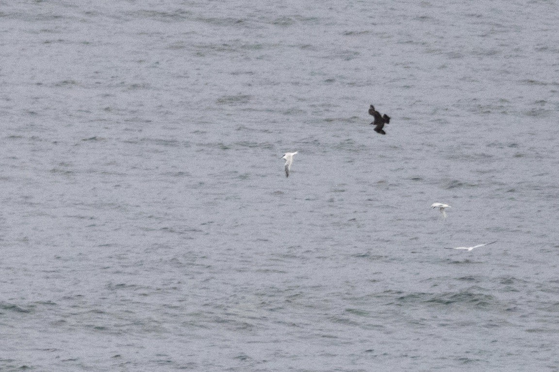 Parasitic Jaeger - ML609235016