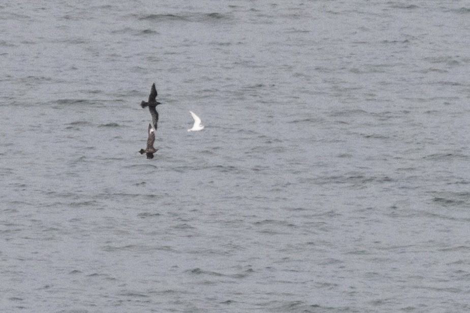 Parasitic Jaeger - ML609235017