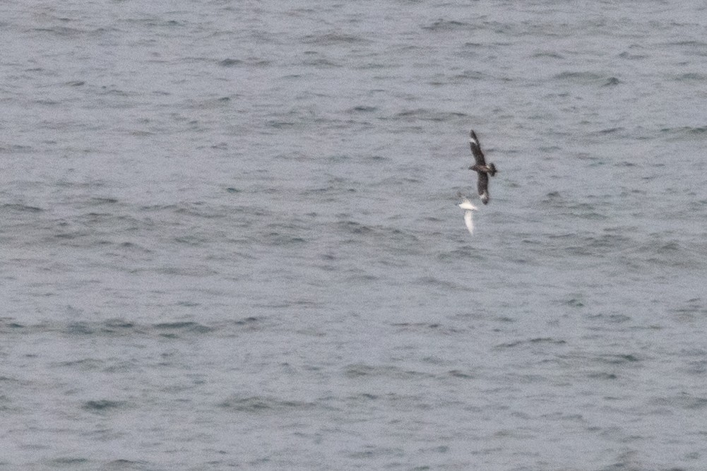 Parasitic Jaeger - ML609235018