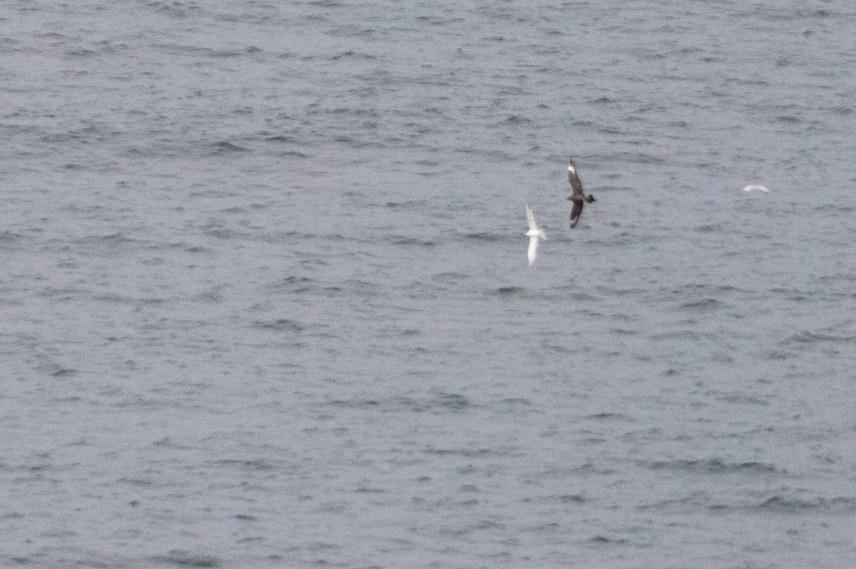 Parasitic Jaeger - ML609235019