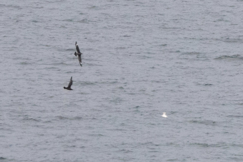 Parasitic Jaeger - ML609235020