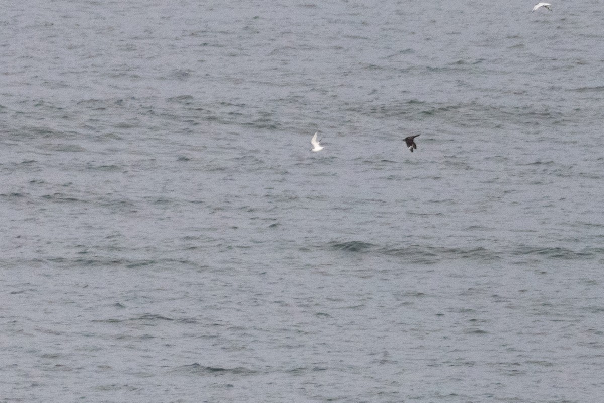 Parasitic Jaeger - ML609235021