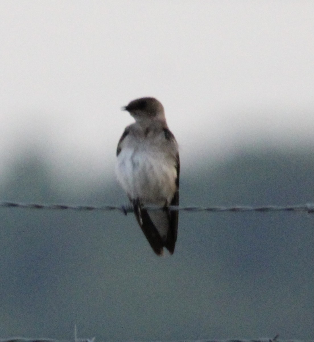 Northern Rough-winged Swallow - Susan Wood