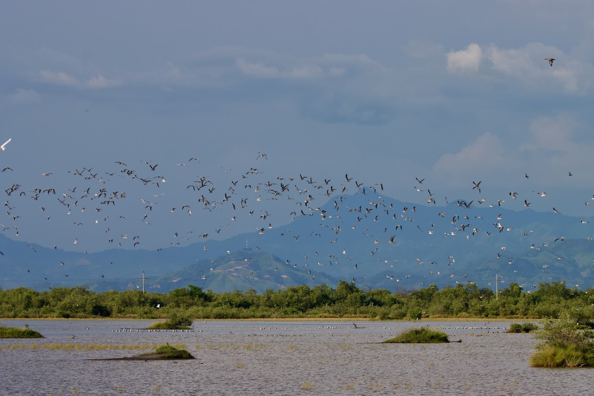 Gaviota Guanaguanare - ML609235087