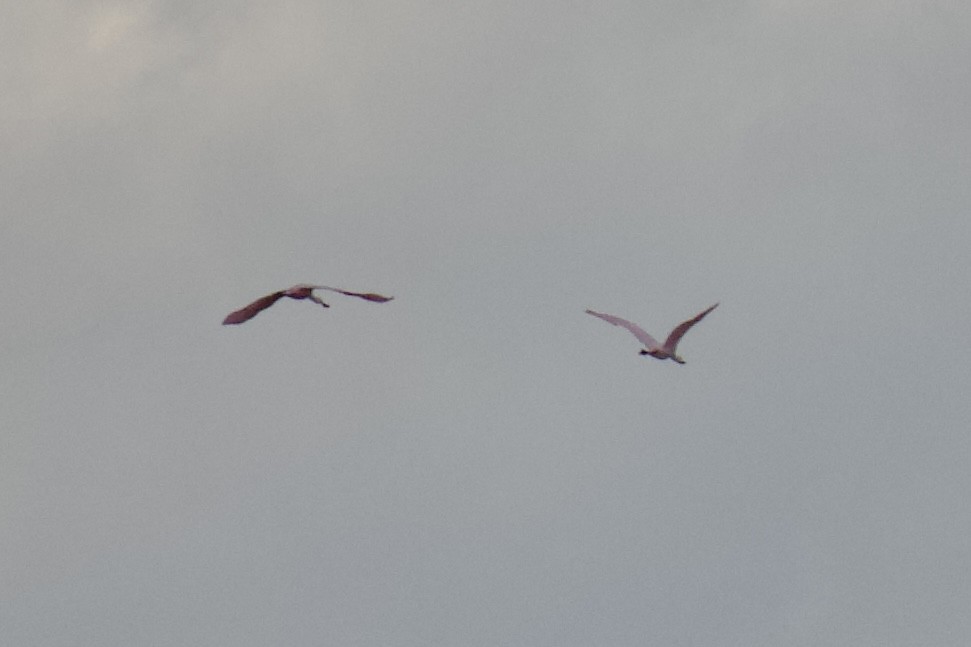 Roseate Spoonbill - Jin Bai