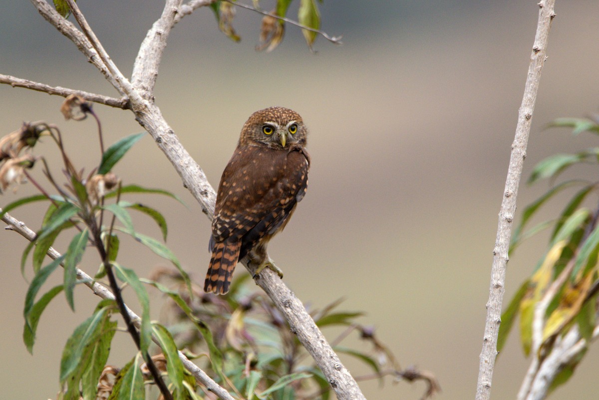 Yungas Pygmy-Owl - ML609235127