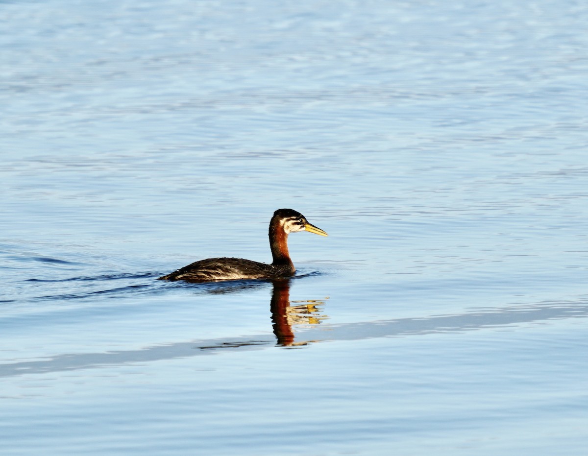 Red-necked Grebe - ML609235158