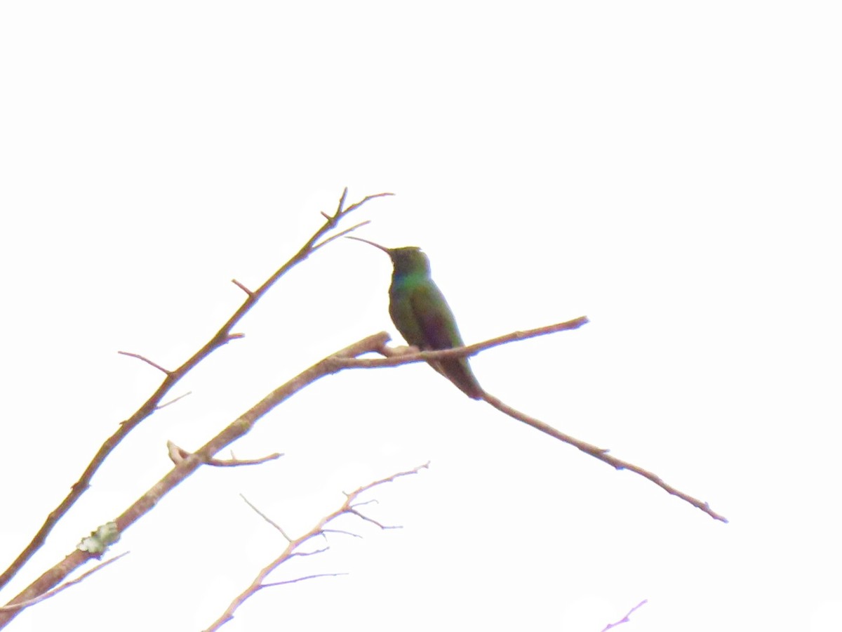 kolibřík lesklý - ML609235201
