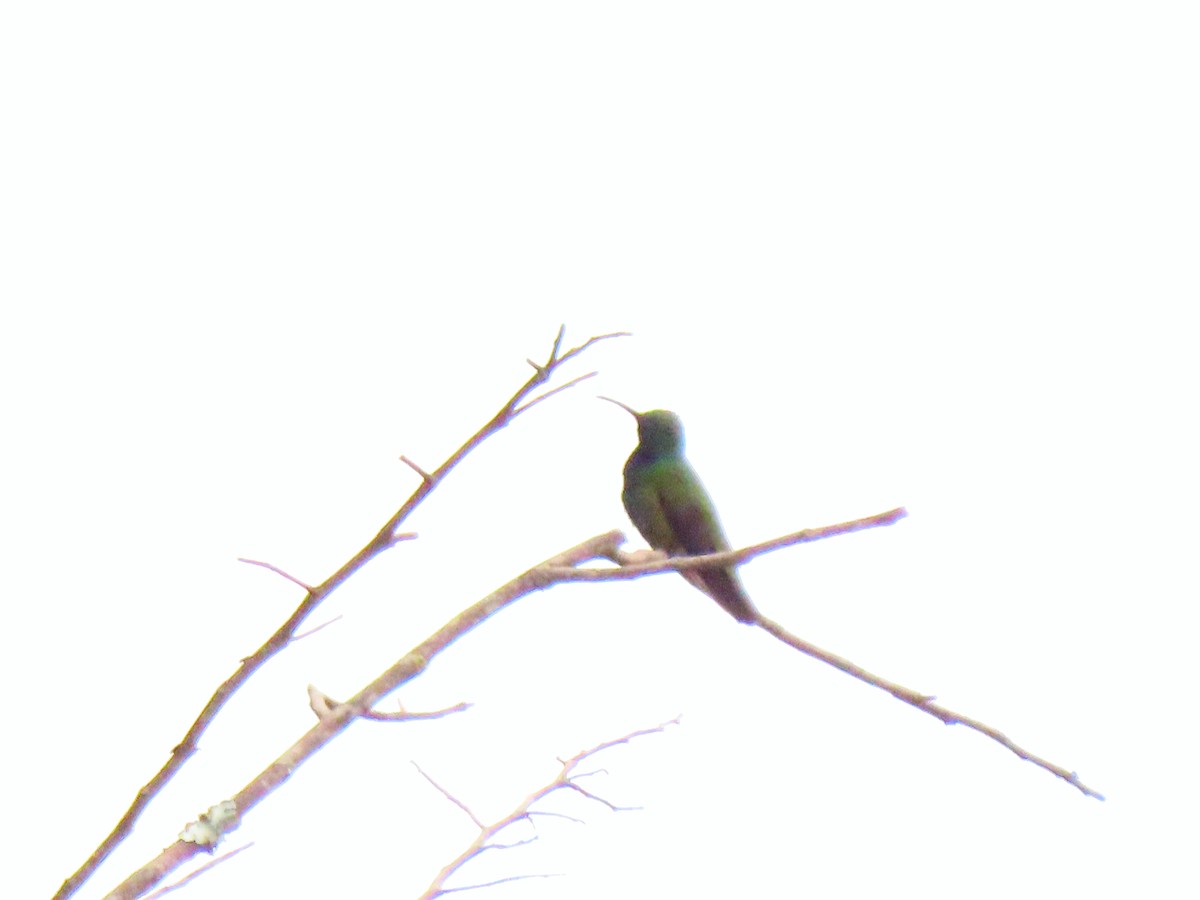 kolibřík lesklý - ML609235202