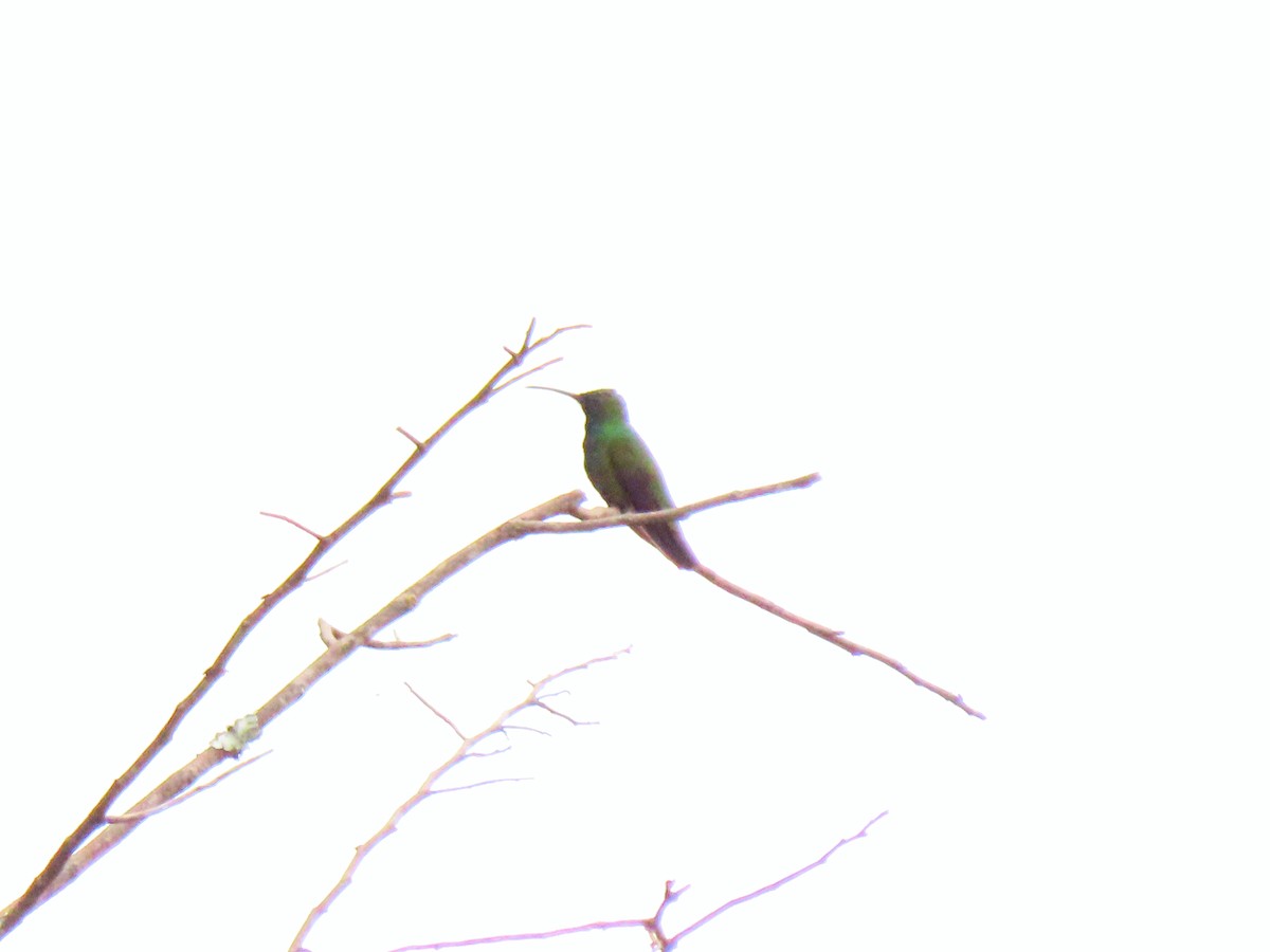 kolibřík lesklý - ML609235203