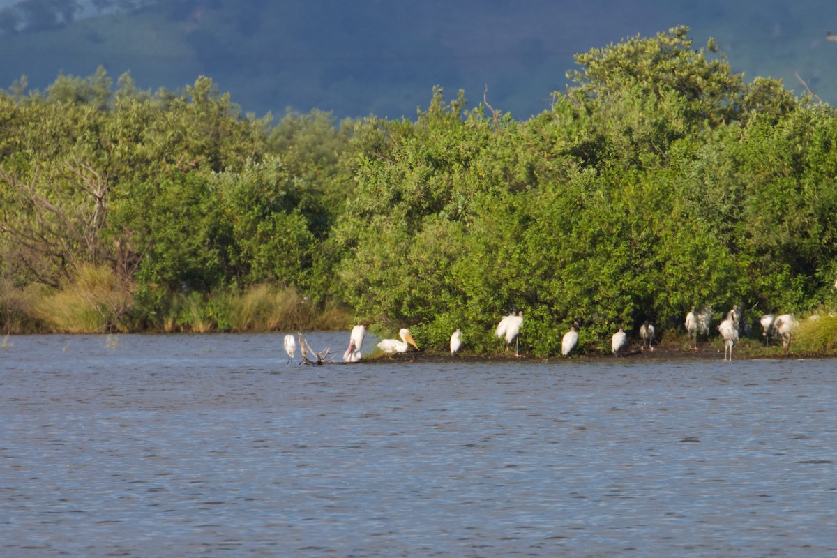 American White Pelican - ML609235225