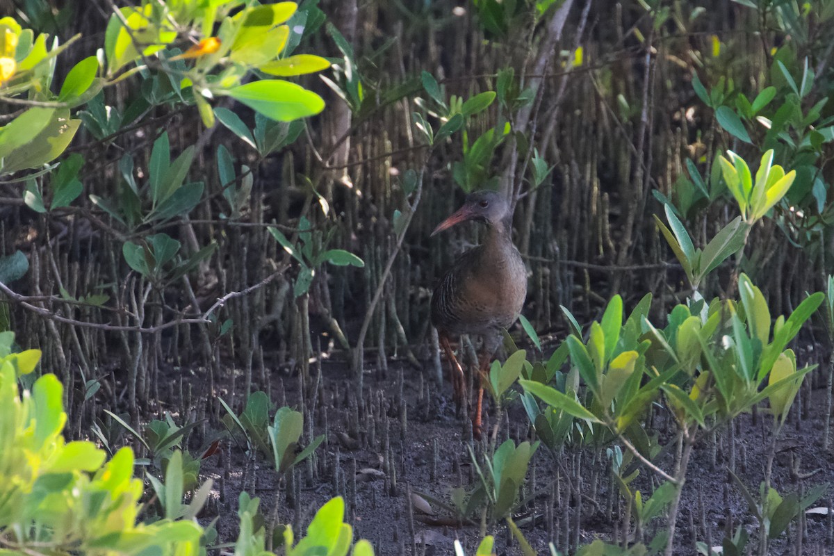 Mangrove Rail - ML609235301