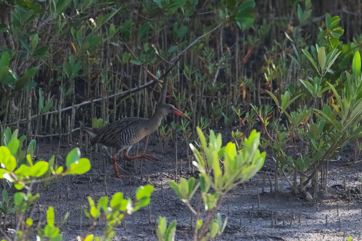 Mangrove Rail - ML609235326