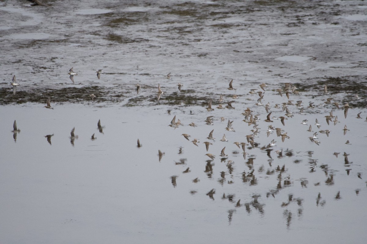 Pectoral Sandpiper - ML609235375