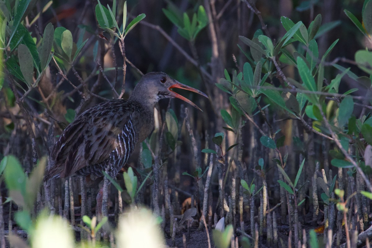 Rascón de Manglar - ML609235376