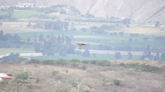 Variable Hawk - ML609235423