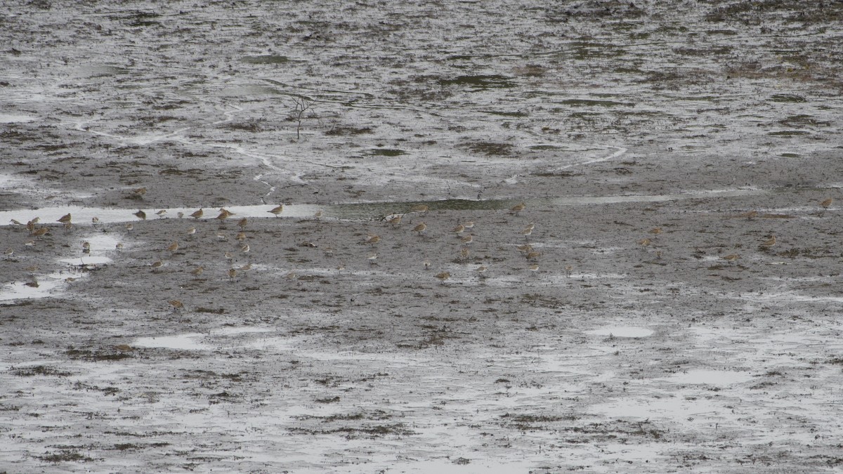 Pectoral Sandpiper - ML609235461