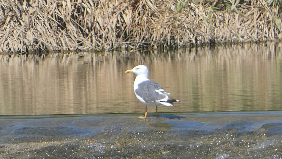 Lesser Black-backed Gull - ML609235540