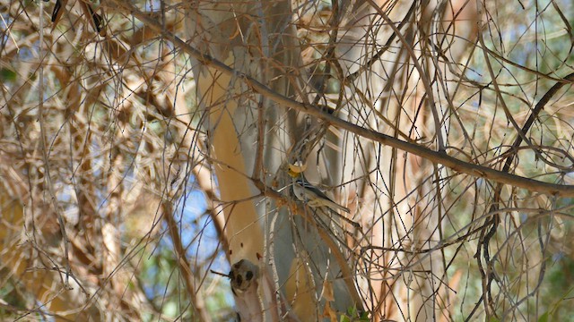 Hermit Warbler - ML609235546