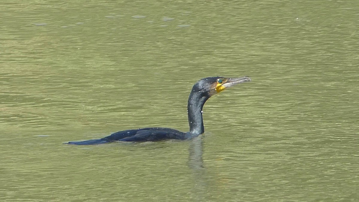 Great Cormorant - Isaac Petrowitz