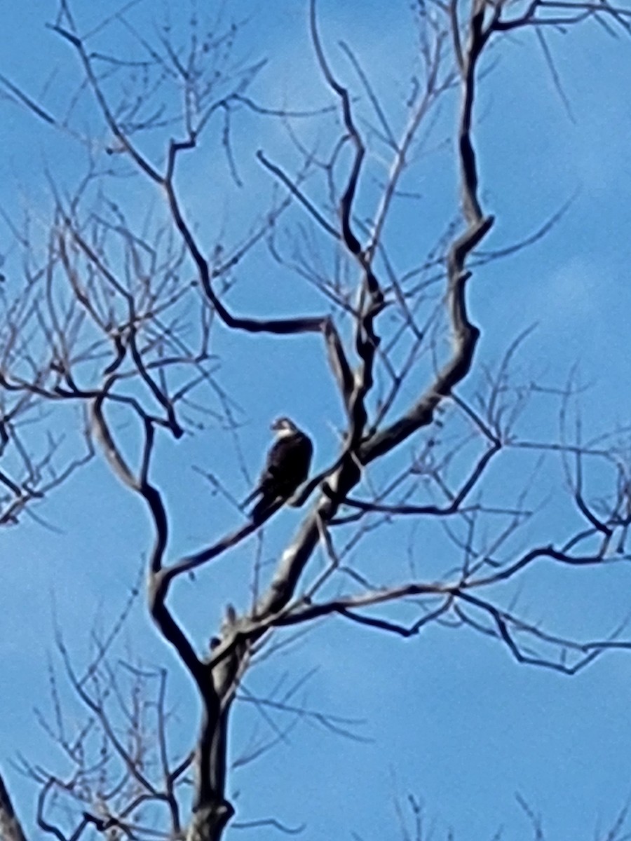 Peregrine Falcon - ML609235569