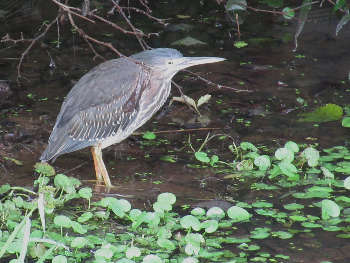 Green Heron - ML609235571