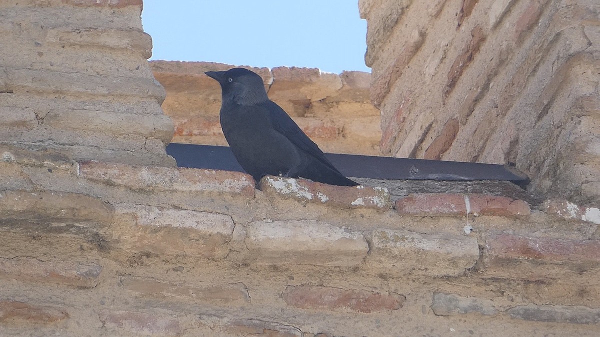 Eurasian Jackdaw - Isaac Petrowitz