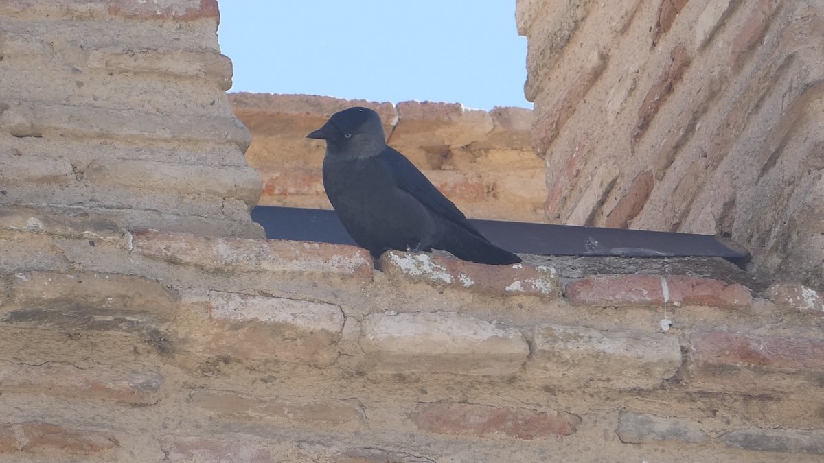 Eurasian Jackdaw - Isaac Petrowitz