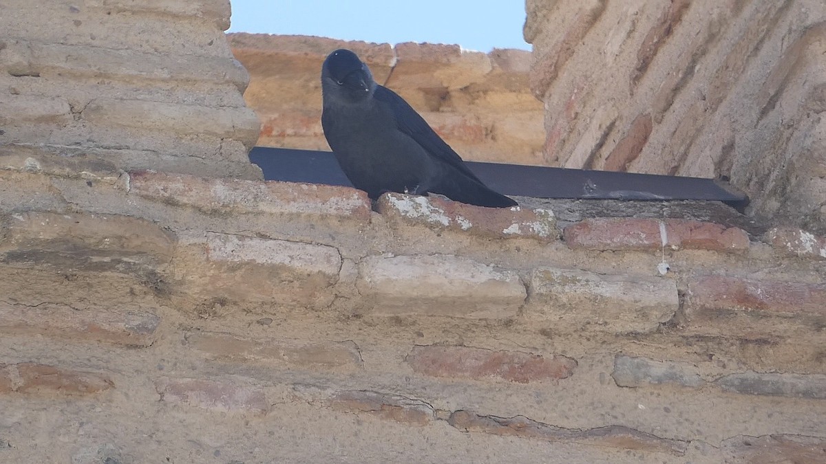 Eurasian Jackdaw - Isaac Petrowitz