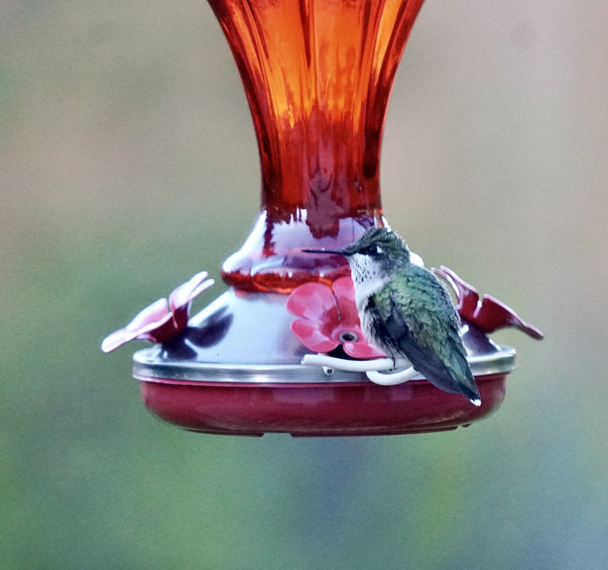 Ruby-throated Hummingbird - ML609235686